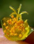  Androecium and Gynoecium